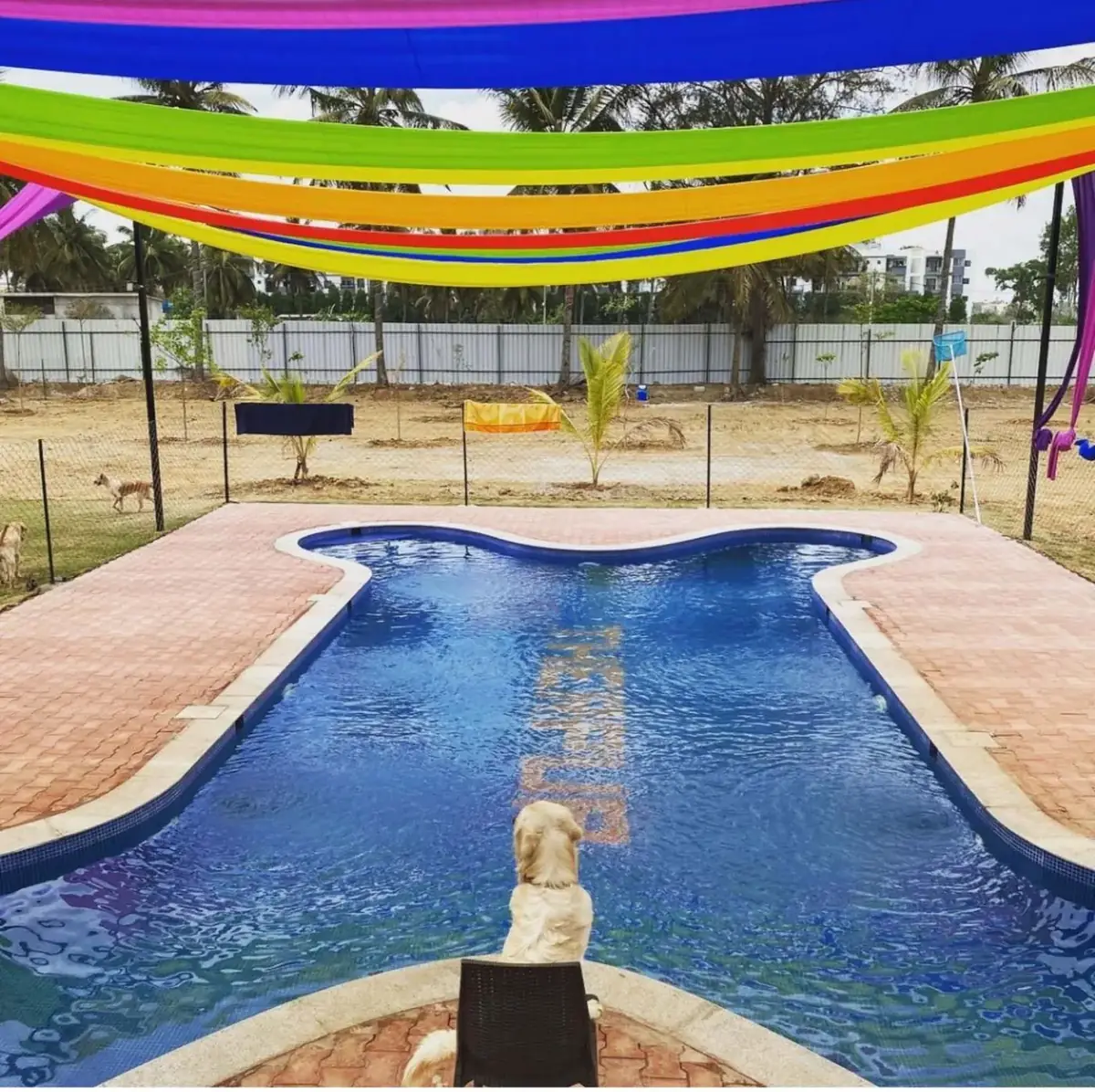 Dog swimming pool at Therpup, Bangalore